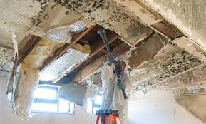 Professional Mold Removal in Yoakum, TX